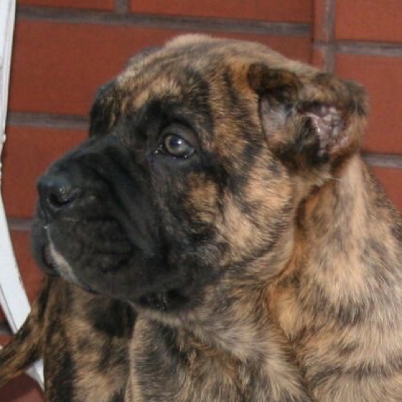 Meet your Posher, Daryl - Picture 1 of 1